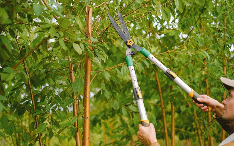 Tree trimming in Atalissa, IA